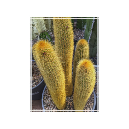 Swamis Vibe Surf and Sunsets Gallery Presents Colorful Flowers - CACTUS #2 Photo Block Cactus Photo Block | Unique Home Decor, Personalized Gift, Nature Wall Art, Contemporary Style, Desk Display