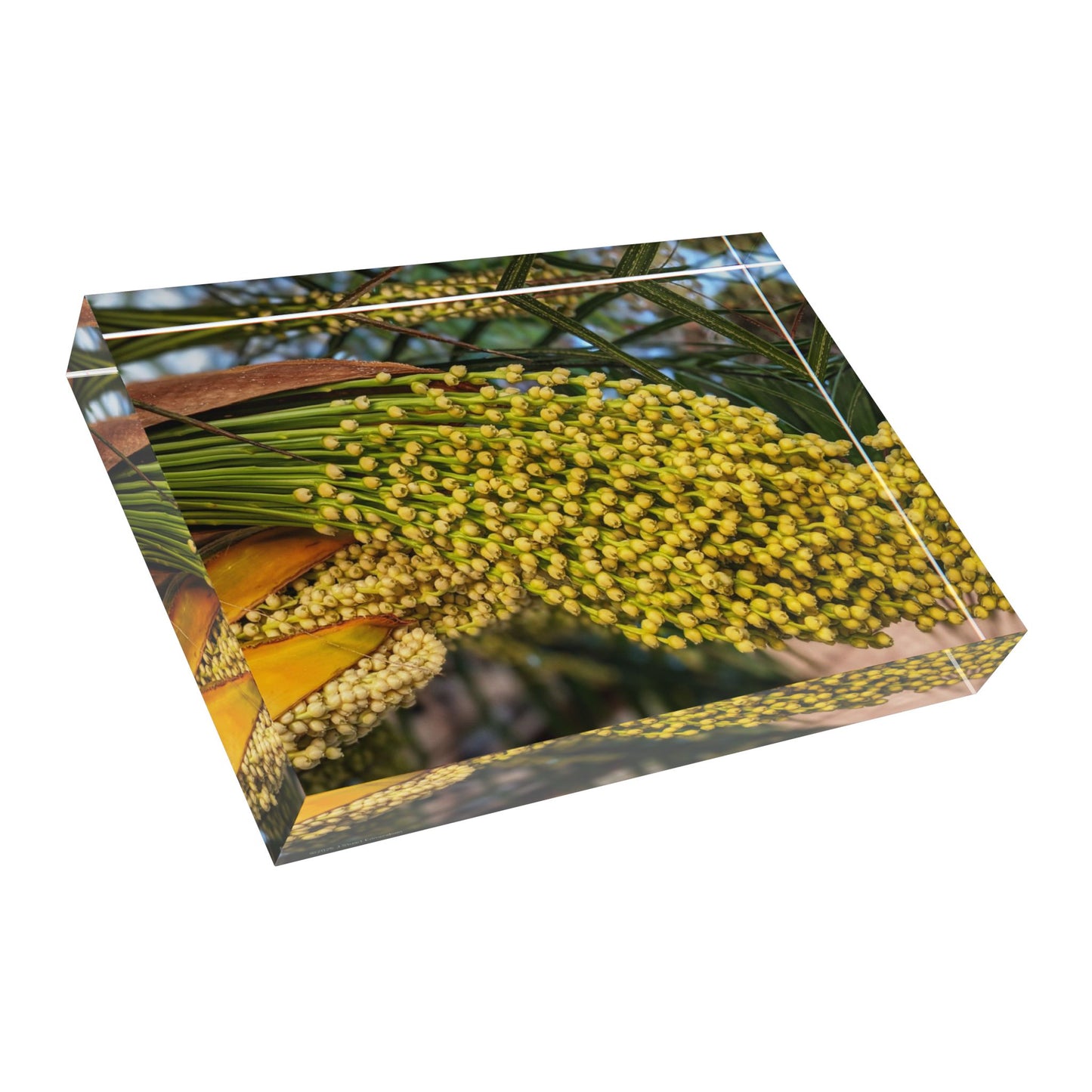 Swamis Vibe Surf and Sunsets 3D Photo Blocks - Palm Tree Flowers Floral Photo Block Display, Home Decor, Gift for Her, Nature Inspired Decoration