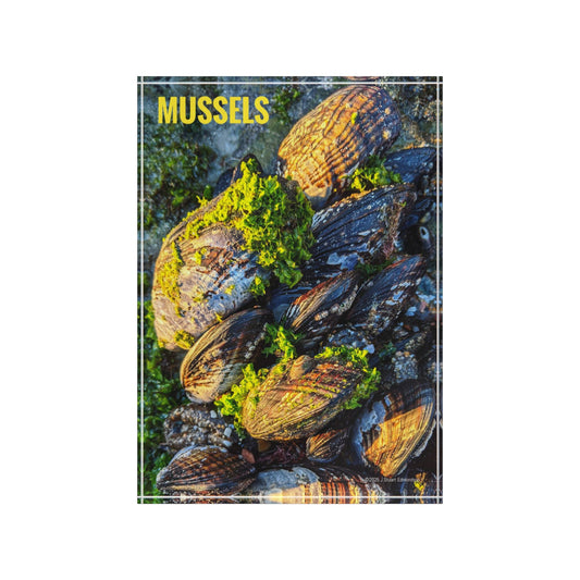 Swamis Vibe Surf and Sunsets Photo Series MUSSELS #1. Solid Acrylic Photo Block