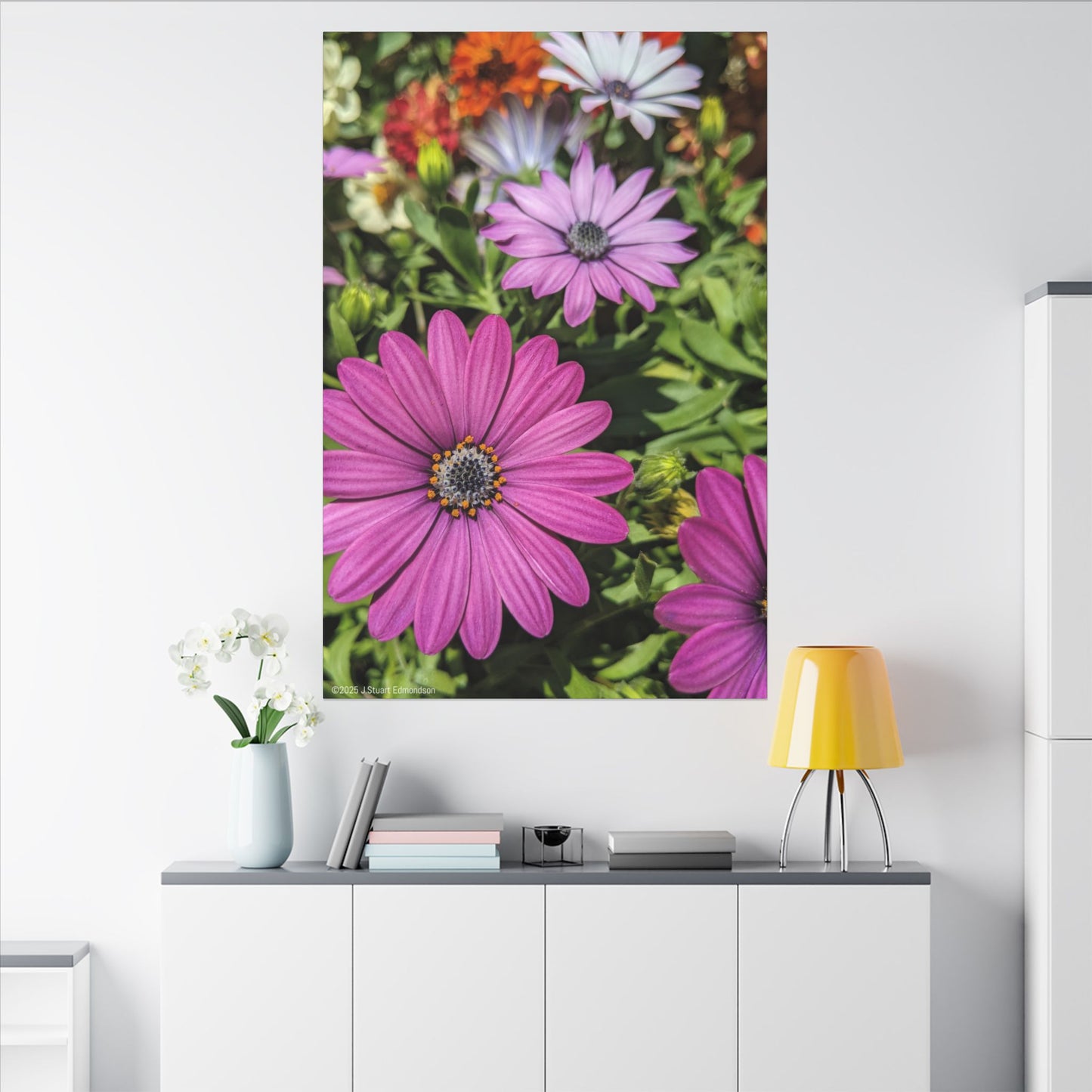 Swamis Vibe Encinitas California JSE Photograph #1127 Lavender African Daisies Encinitas California Floral Canvas Print for Home or Office