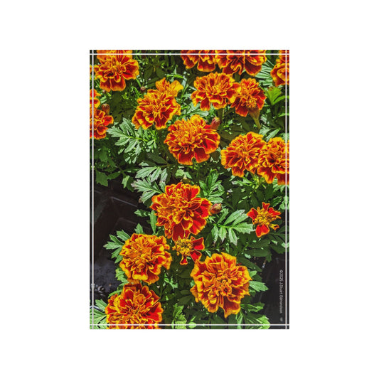 Swamis Vibe Surf and Sunsets Gallery Presents Colorful Flowers MARIGOLDS #1. 3D Photo Block Vibrant Floral Photo, Home Decor, Gift for Garden Lovers, Unique Wall Art, Personalized Photo Display, Wedding Gift