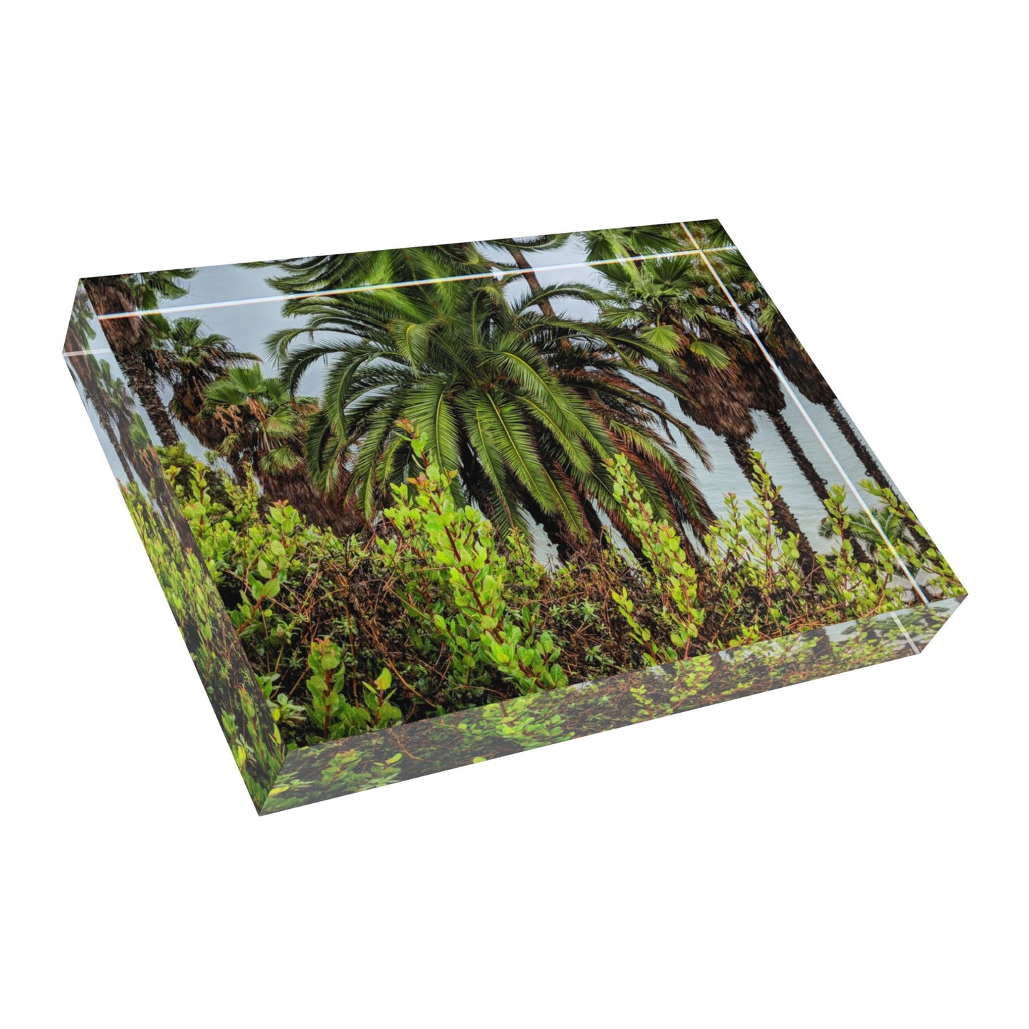 Swamis Vibe Surf and Sunsets Swamis Photo Block #225 Palm Grove Tropical Photo Block Display, Decorative Home Decor, Personalized Gift, Unique Wall Art, Perfect for Nature Lovers
