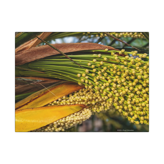 Swamis Vibe Encinitas California JSE Photograph #151. Palm Flowers Vibrant Botanical Canvas Print | Wall Decor, Nature Art, Home Aesthetic, Gift for Plant Lovers, Modern Interior Design