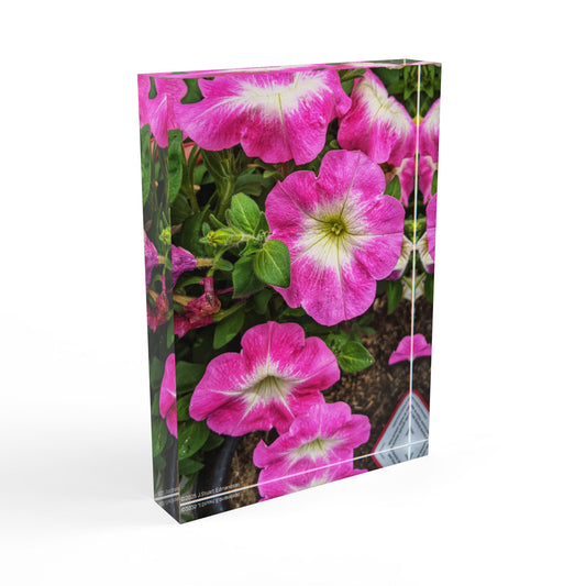 Swamis Vibe Surf and Sunsets Gallery Presents Colorful Flowers PETUNIA 3D Photo Block Floral Photo Block | Vibrant Floral Decor, Personalized Gift, Home Decor, Mother's Day Gift