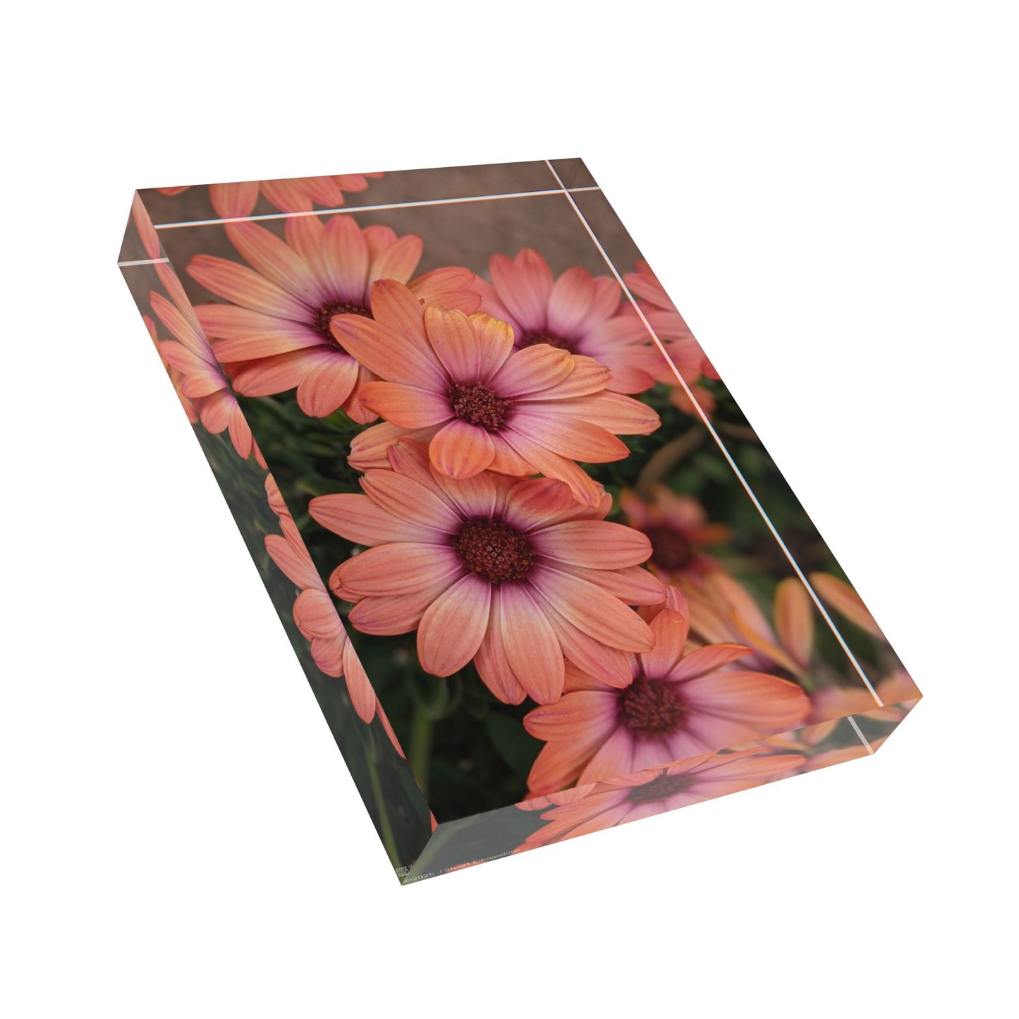 Swamis Vibe African Daisy Floral Photo Block, Home Decor, Personalized Gift, Wall Art, Flower Decoration, Spring Gift, Memory Keepsake