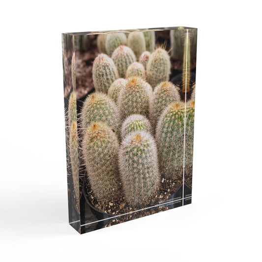 Swamis Vibe Surf and Sunsets Gallery Presents Colorful Flowers - CACTUS 3D Photo Block Cactus Photo Block | Modern Home Decor, Unique Gift, Wall Art, Office Decoration, Nature Lover's Treasure