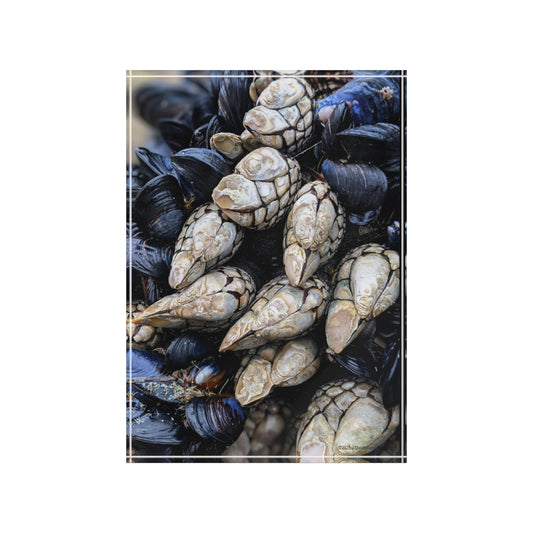 Swamis Vibe Surf and Sunsets Swamis Barnacles #2. Nature-Inspired Photo Block, Rustic Home Decor, Coastal Wall Art, Gift for Ocean Lovers, Unique Photo Display