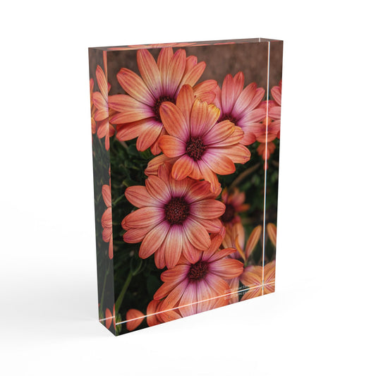 Swamis Vibe Surf and Sunsets Photo Gallery African Daisies Photo Block #142. Floral Photo Block, Decorative Home Office Accent, Personalized Gift, Nature Decor,