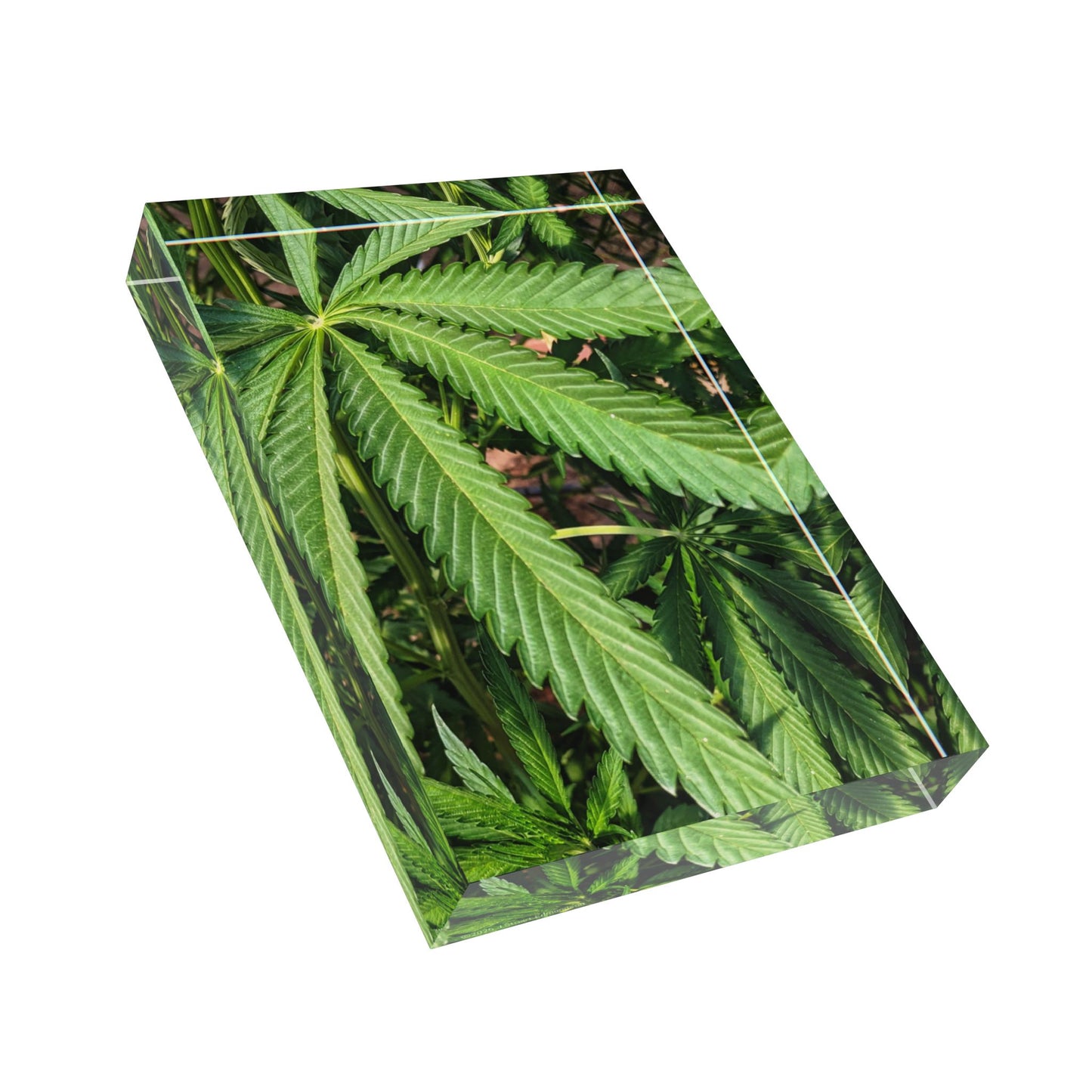 Swamis Vibe Surf and Sunsets 3D Photo Blocks - Canna Weed in Encinitas Photo Block Lush Greenery, Perfect for Nature Lovers, Home Decor, Gifts, Bedroom Decoration, Eco-Friendly