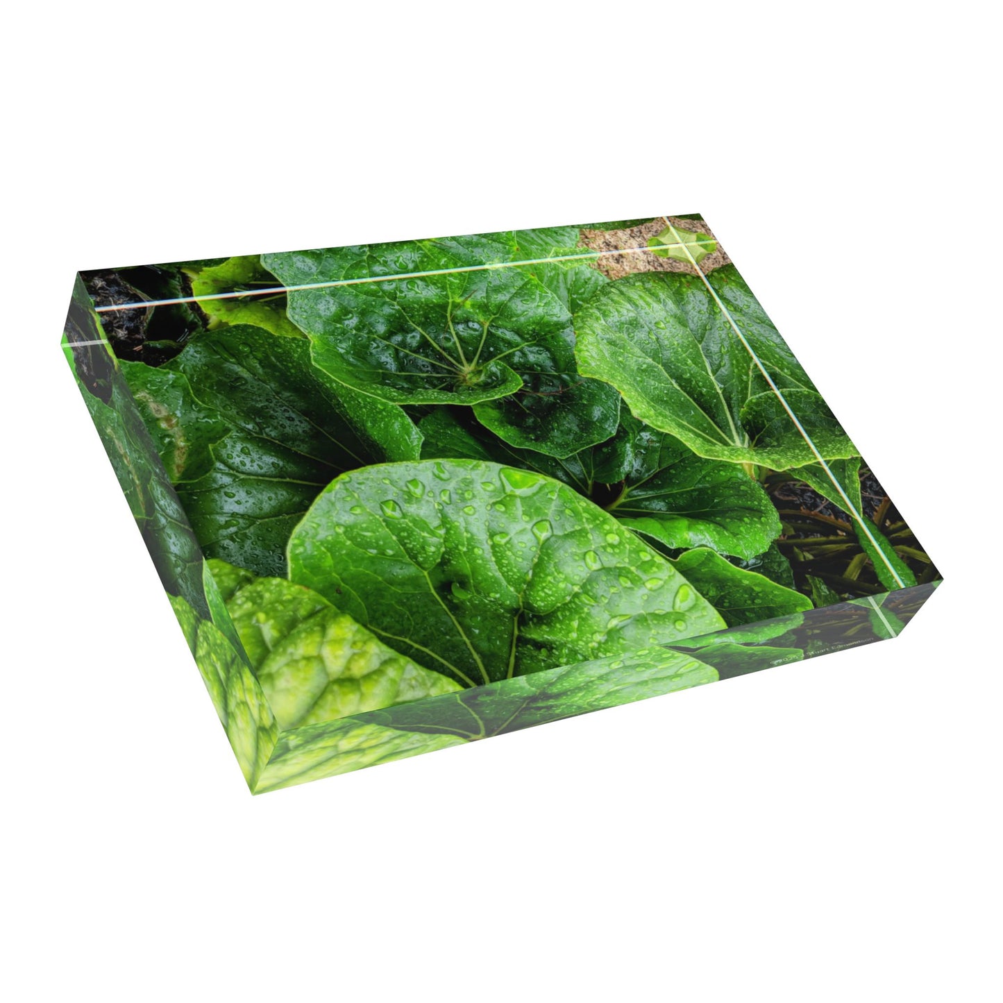 Swamis Vibe Surf and Sunsets Swamis Leopard Plant #1. Lush Greenery Photo Block Display, Nature-Inspired Home Decor, Perfect Gift for Plant Lovers, Eco-Friendly Wall Art, Desk Accessory