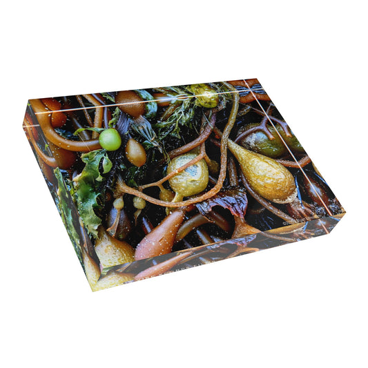 Swamis Vibe Surf and Sunsets Photo Series SEAWEEDS #1. Nature-Inspired Photo Block Decor, Perfect for Home, Office, Gifts, Wall Art, and Nature Lovers