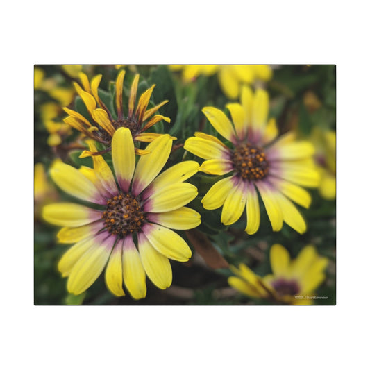 Swamis Vibe Encinitas California JSE Photograph #207 African Daisies at Swamis Floral Wall Art Print, Home Decor, Nature Artwork, Bright Flower Canvas, Gift for Garden Lovers, Spring Decoration