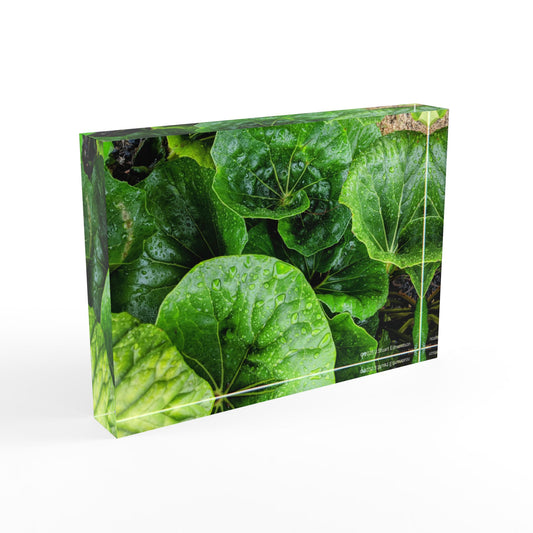 Swamis Vibe Surf and Sunsets Swamis Leopard Plant #1. Lush Greenery Photo Block Display, Nature-Inspired Home Decor, Perfect Gift for Plant Lovers, Eco-Friendly Wall Art, Desk Accessory