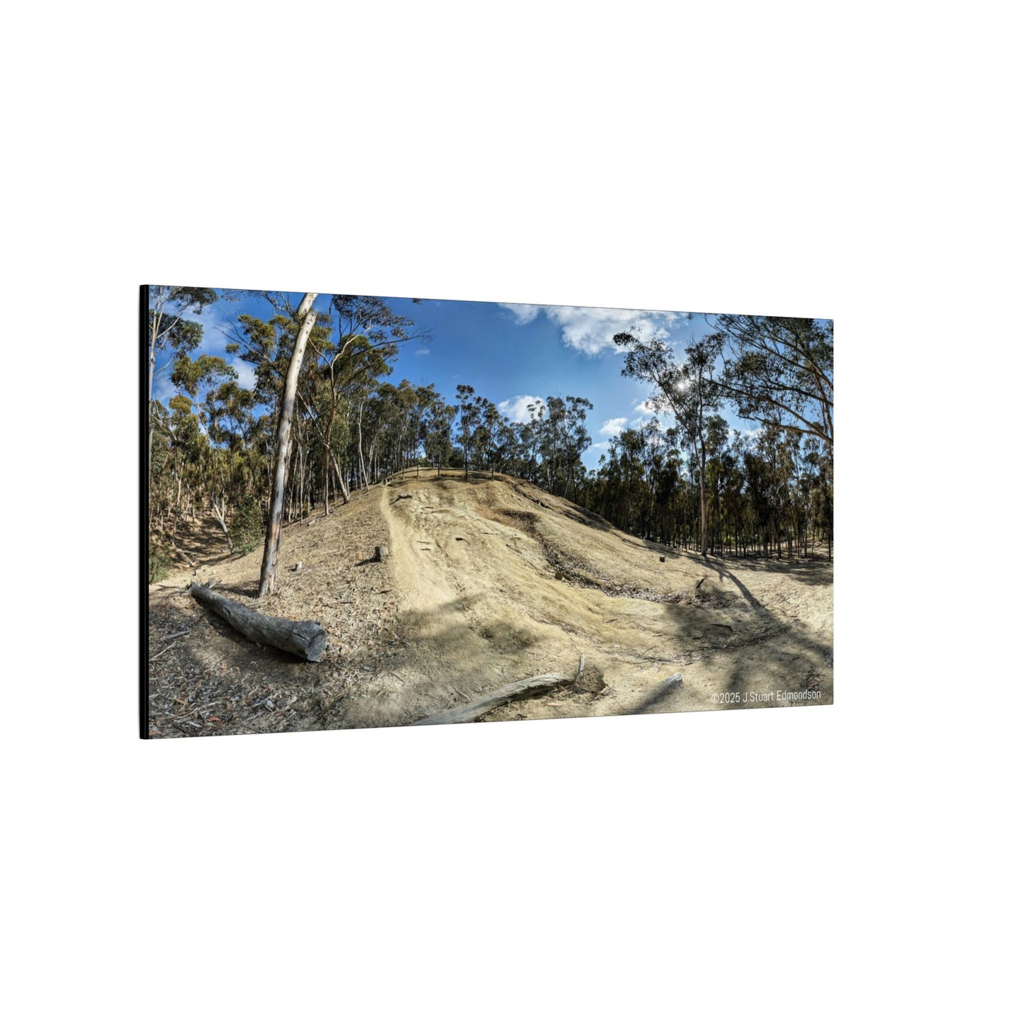 Carlsbad Eucalyptus Mono forest JSE Photograph #524 Hosp Woods Trails Carlsbad California Nature-Inspired Canvas Art