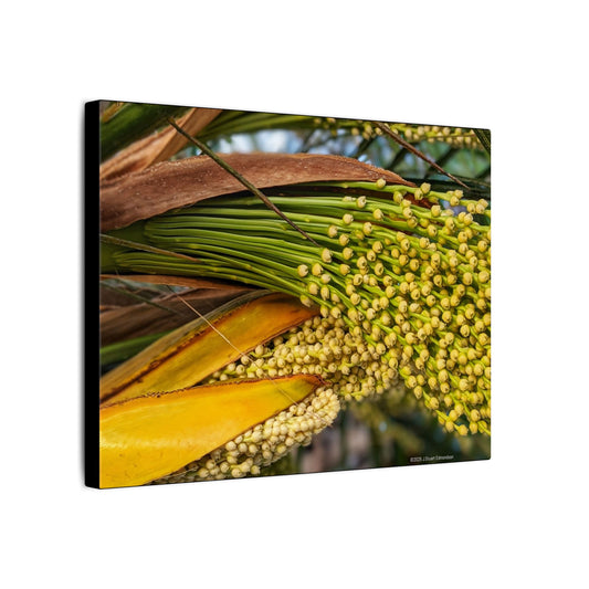 Swamis Vibe Encinitas California JSE Photograph #151. Palm Flowers Vibrant Botanical Canvas Print | Wall Decor, Nature Art, Home Aesthetic, Gift for Plant Lovers, Modern Interior Design
