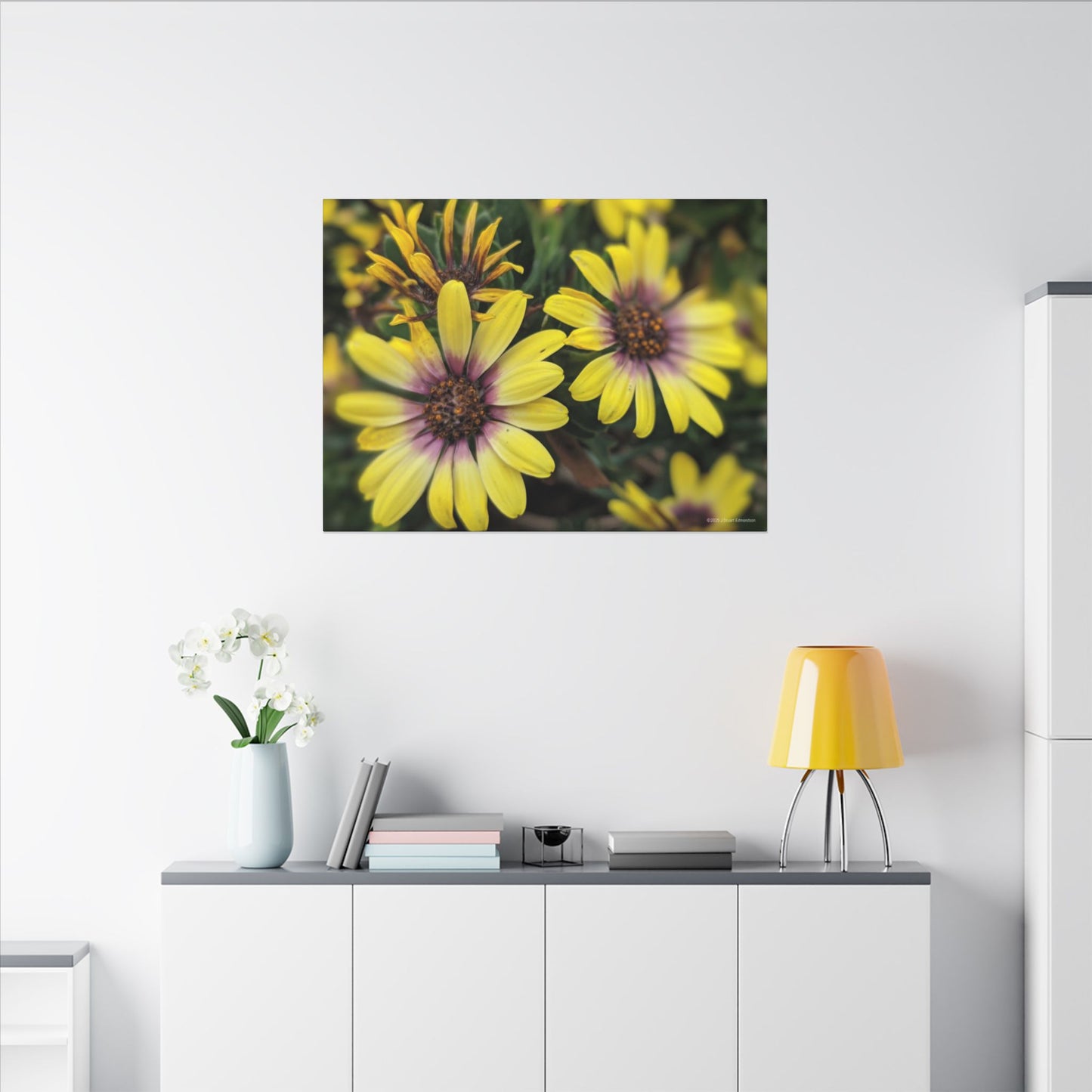 Swamis Vibe Encinitas California JSE Photograph #207 African Daisies at Swamis Floral Wall Art Print, Home Decor, Nature Artwork, Bright Flower Canvas, Gift for Garden Lovers, Spring Decoration