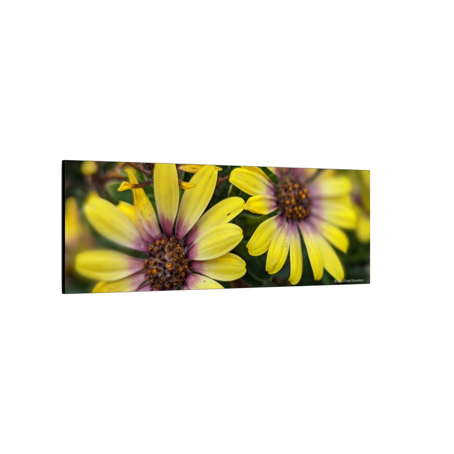 Swamis Vibe Encinitas California JSE Photograph #207 African Daisies at Swamis Floral Wall Art Print, Home Decor, Nature Artwork, Bright Flower Canvas, Gift for Garden Lovers, Spring Decoration