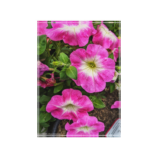 Swamis Vibe Surf and Sunsets Gallery Presents Colorful Flowers PETUNIA 3D Photo Block Floral Photo Block | Vibrant Floral Decor, Personalized Gift, Home Decor, Mother's Day Gift