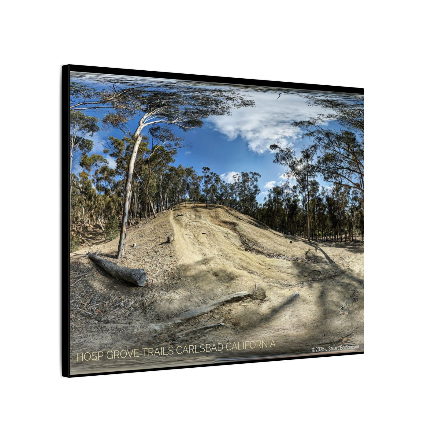 Carlsbad Eucalyptus Mono forest JSE Photograph #524 Hosp Woods Trails Carlsbad California Nature-Inspired Canvas Art