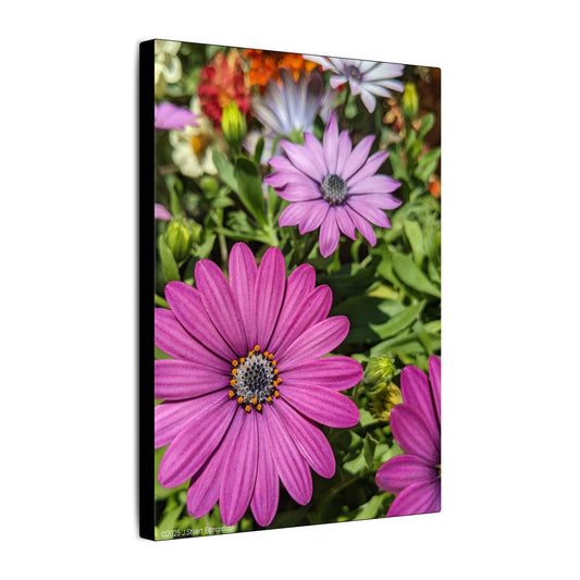 Swamis Vibe Encinitas California JSE Photograph #1127 Lavender African Daisies Encinitas California Floral Canvas Print for Home or Office