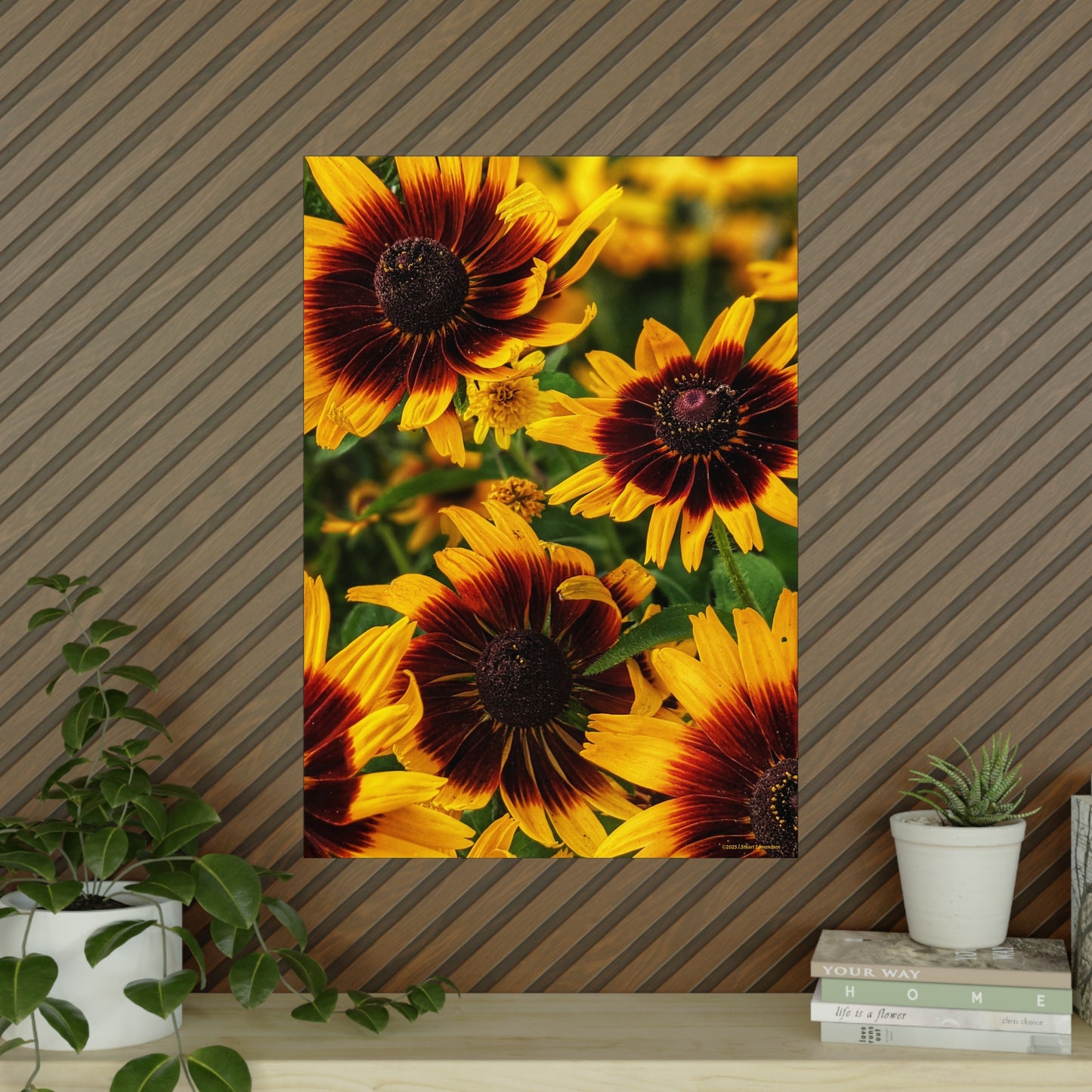 Swamis Vibe Encinitas California JSE Photograph #1246 African Daisies Vibrant Floral Unframed Art Prints, Flower Portraits, Home Décor, Wall Art, Gift Idea for Plant Lovers, Nature Decor, Botanical Posters