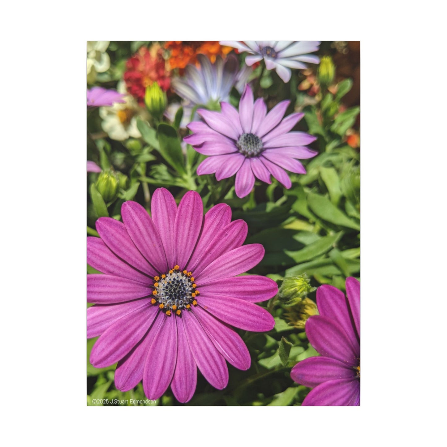 Swamis Vibe Encinitas California JSE Photograph #1127 Lavender African Daisies Encinitas California Floral Canvas Print for Home or Office