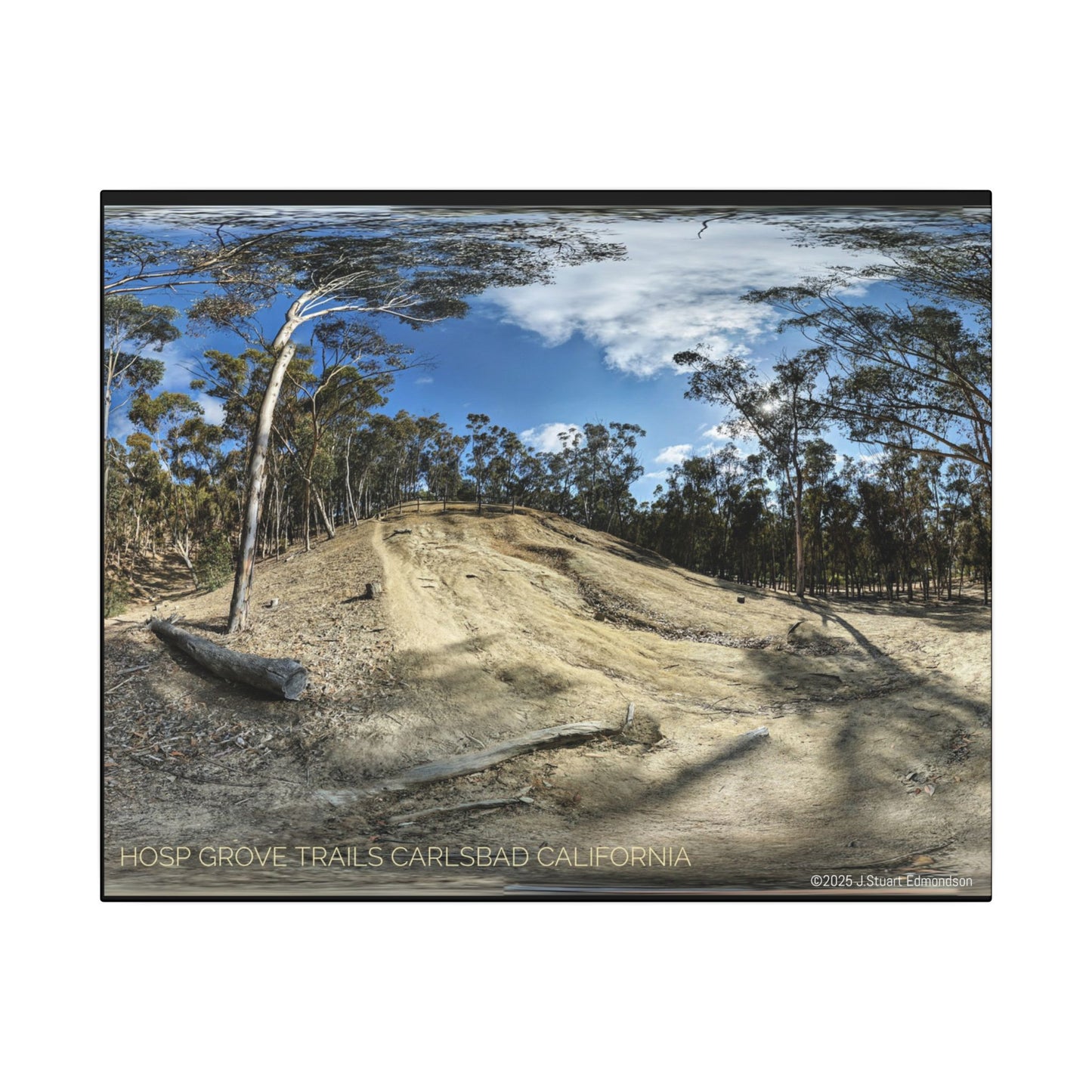 Carlsbad Eucalyptus Mono forest JSE Photograph #524 Hosp Woods Trails Carlsbad California Nature-Inspired Canvas Art