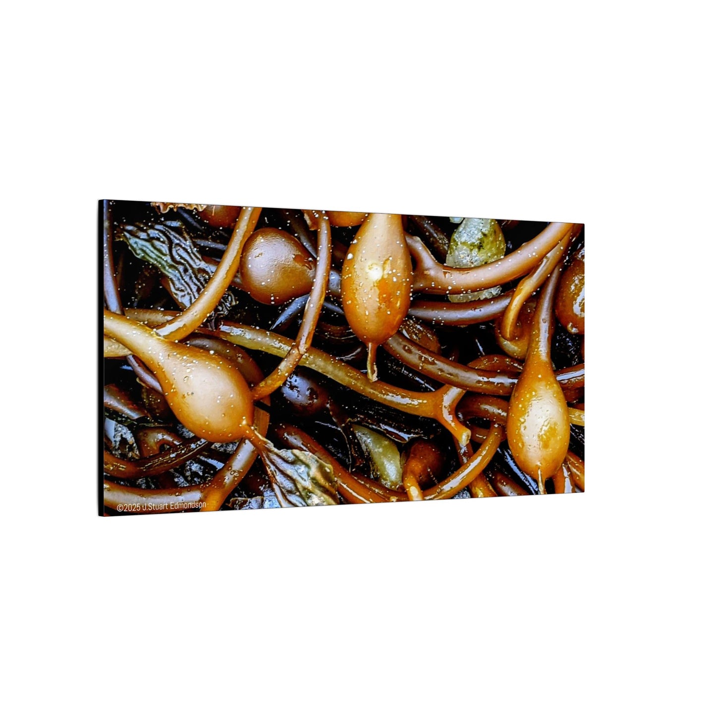 Swamis Vibe Encinitas California JSE Photograph #1244 Sea Kelp Nature Inspired Stretched Canvas Print, Ocean Decor, Wall Art for Beach Lovers, Coastal Home Decor, Unique Gift Idea