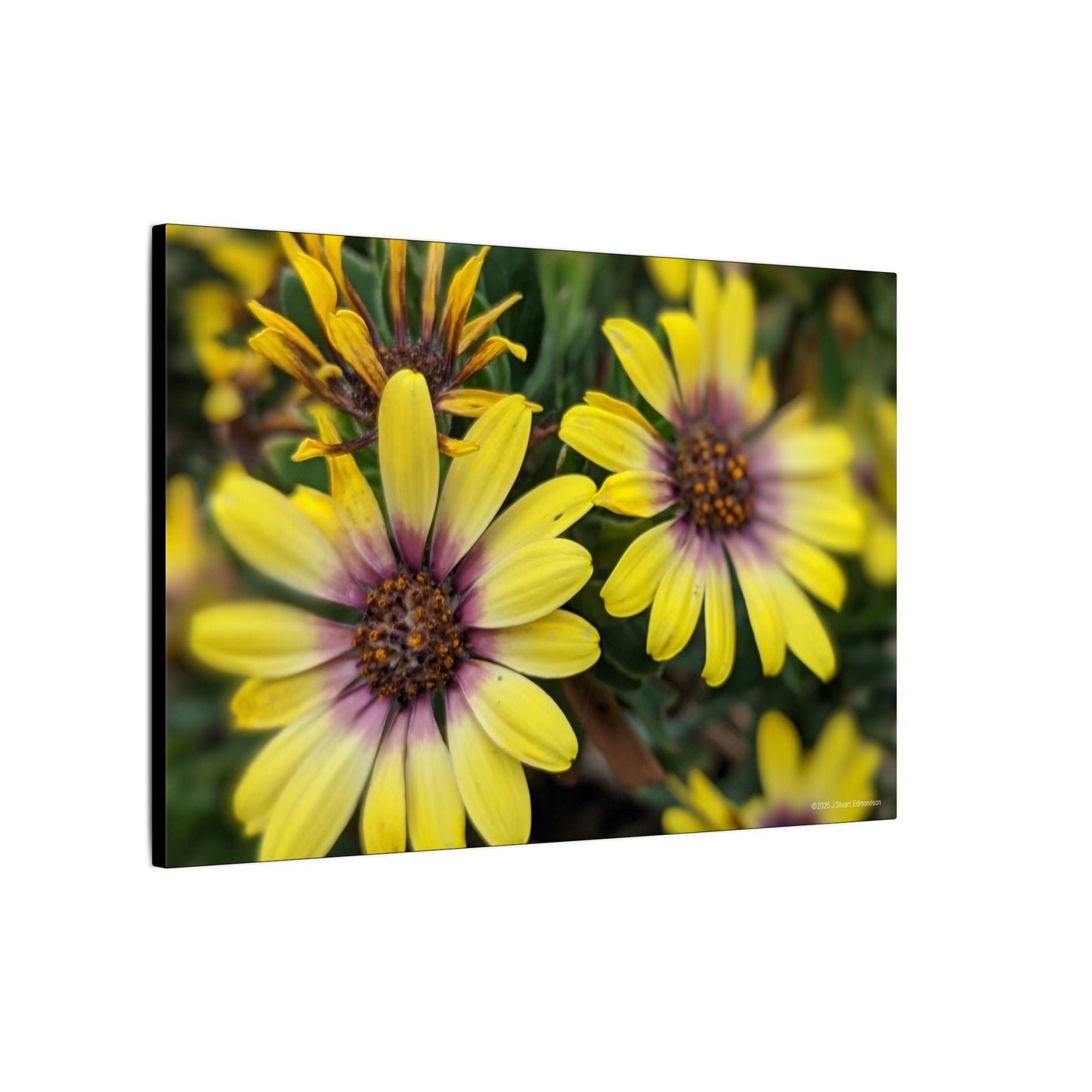 Swamis Vibe Encinitas California JSE Photograph #207 African Daisies at Swamis Floral Wall Art Print, Home Decor, Nature Artwork, Bright Flower Canvas, Gift for Garden Lovers, Spring Decoration