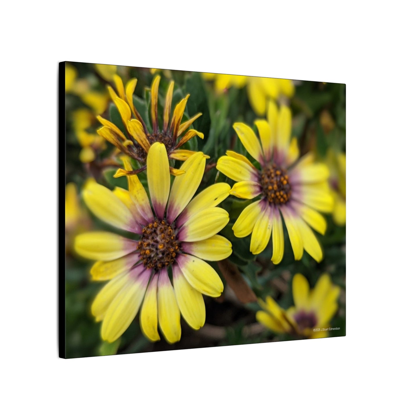 Swamis Vibe Encinitas California JSE Photograph #207 African Daisies at Swamis Floral Wall Art Print, Home Decor, Nature Artwork, Bright Flower Canvas, Gift for Garden Lovers, Spring Decoration