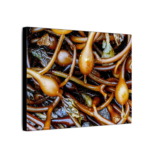 Swamis Vibe Encinitas California JSE Photograph #1244 Sea Kelp Nature Inspired Stretched Canvas Print, Ocean Decor, Wall Art for Beach Lovers, Coastal Home Decor, Unique Gift Idea
