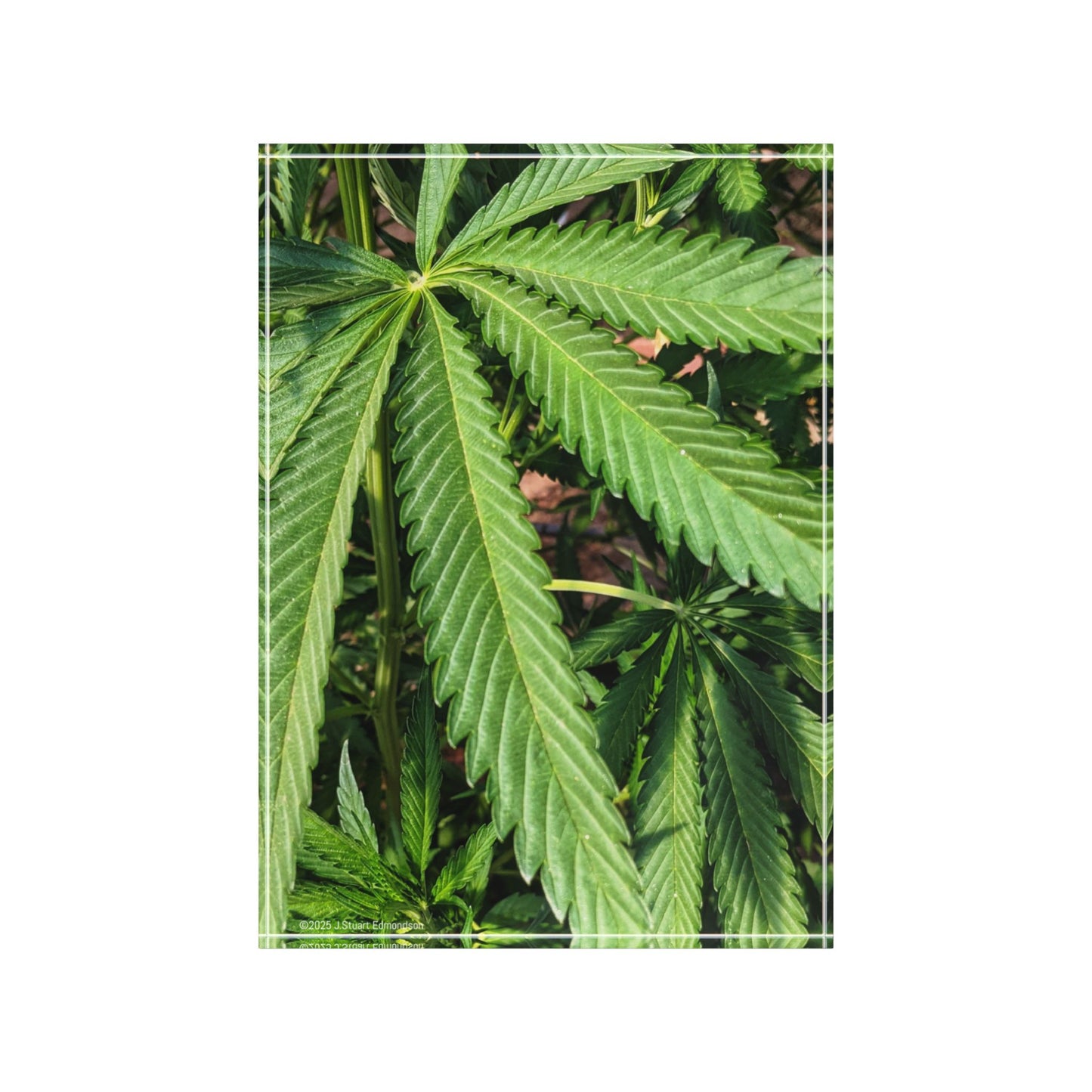 Swamis Vibe Surf and Sunsets 3D Photo Blocks - Canna Weed in Encinitas Photo Block Lush Greenery, Perfect for Nature Lovers, Home Decor, Gifts, Bedroom Decoration, Eco-Friendly