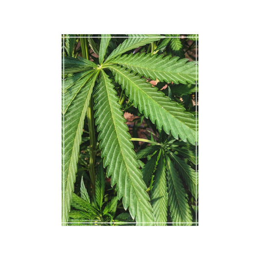 Swamis Vibe Surf and Sunsets 3D Photo Blocks - Canna Weed in Encinitas Photo Block Lush Greenery, Perfect for Nature Lovers, Home Decor, Gifts, Bedroom Decoration, Eco-Friendly