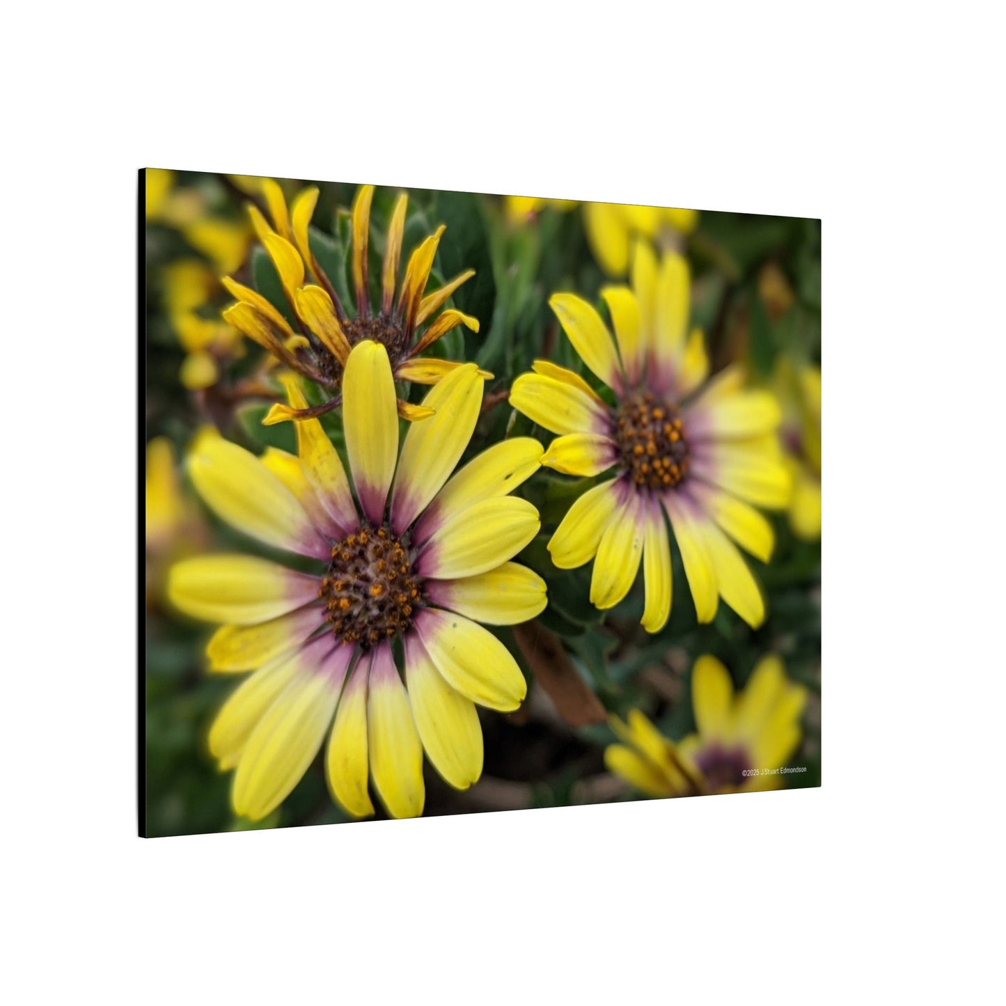 Swamis Vibe Encinitas California JSE Photograph #207 African Daisies at Swamis Floral Wall Art Print, Home Decor, Nature Artwork, Bright Flower Canvas, Gift for Garden Lovers, Spring Decoration