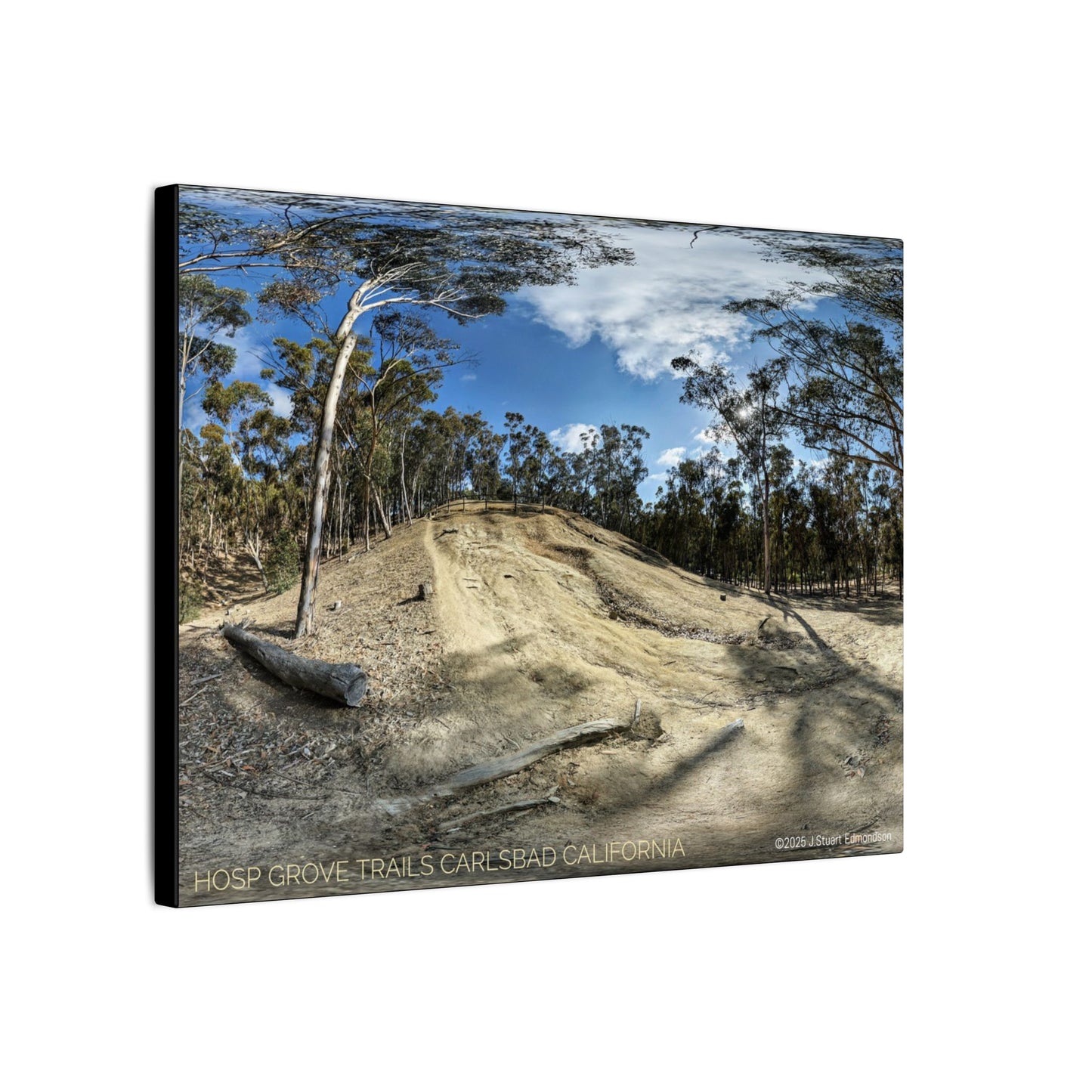 Carlsbad Eucalyptus Mono forest JSE Photograph #524 Hosp Woods Trails Carlsbad California Nature-Inspired Canvas Art