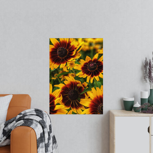 Swamis Vibe Encinitas California JSE Photograph #1246 African Daisies Vibrant Floral Unframed Art Prints, Flower Portraits, Home Décor, Wall Art, Gift Idea for Plant Lovers, Nature Decor, Botanical Posters