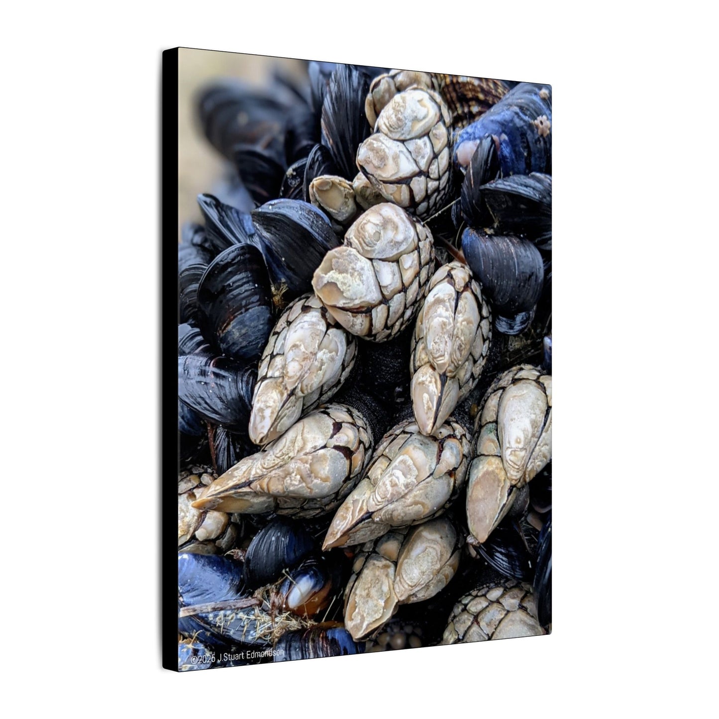 Swamis Vibe Encinitas California JSE Photograph #145 Swamis Reef Barnacles Coastal Themed Canvas Art, Beach Wall Decor, Nautical Home Decor, Ocean-Inspired Artwork, Gifts for Beach Lovers, Coastal Living