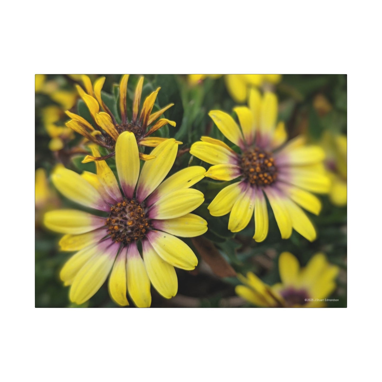 Swamis Vibe Encinitas California JSE Photograph #207 African Daisies at Swamis Floral Wall Art Print, Home Decor, Nature Artwork, Bright Flower Canvas, Gift for Garden Lovers, Spring Decoration