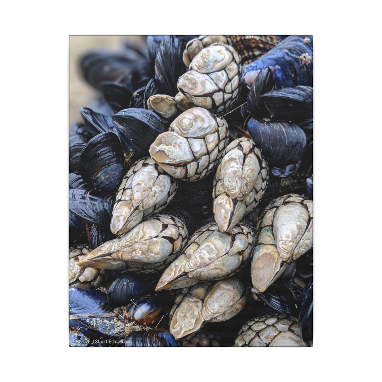 Swamis Vibe Encinitas California JSE Photograph #145 Swamis Reef Barnacles Coastal Themed Canvas Art, Beach Wall Decor, Nautical Home Decor, Ocean-Inspired Artwork, Gifts for Beach Lovers, Coastal Living