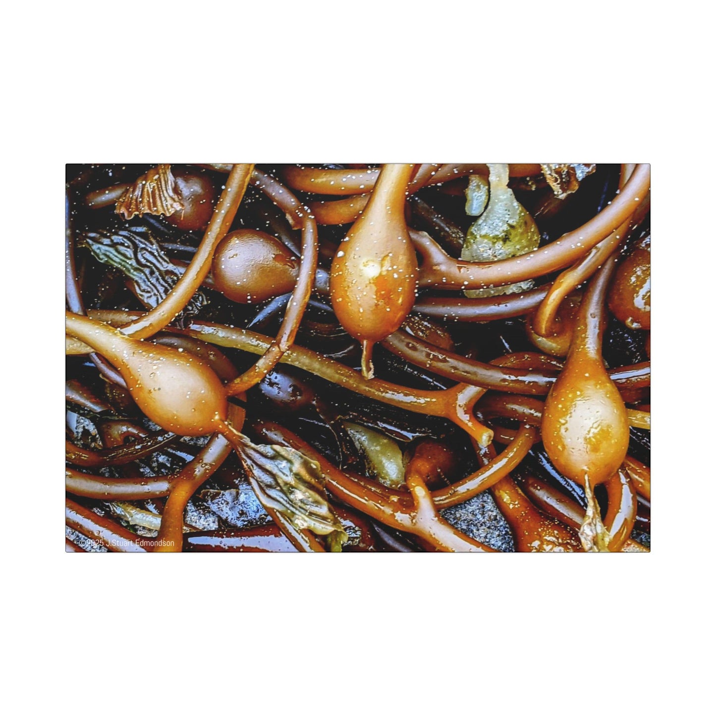 Swamis Vibe Encinitas California JSE Photograph #1244 Sea Kelp Nature Inspired Stretched Canvas Print, Ocean Decor, Wall Art for Beach Lovers, Coastal Home Decor, Unique Gift Idea
