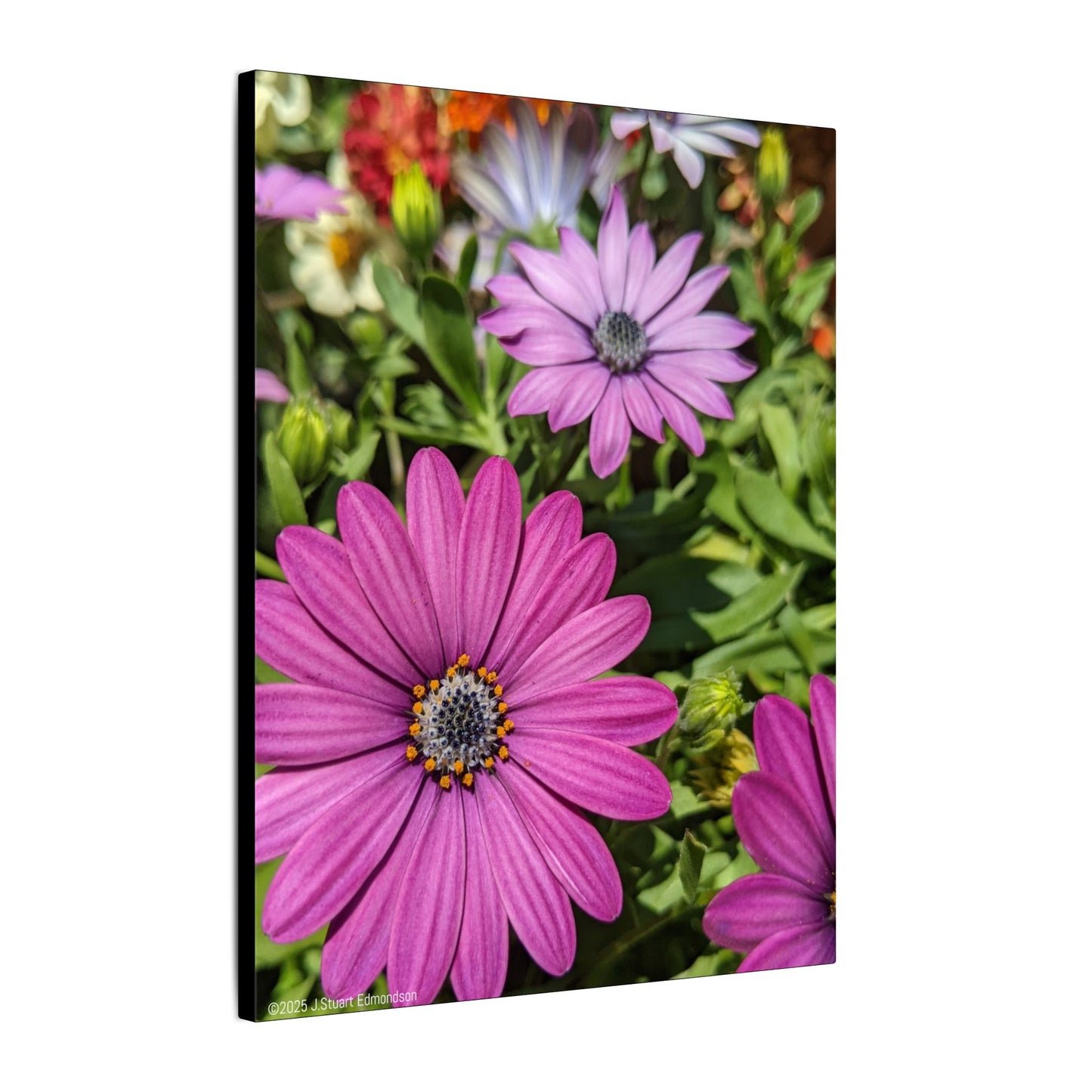 Swamis Vibe Encinitas California JSE Photograph #1127 Lavender African Daisies Encinitas California Floral Canvas Print for Home or Office