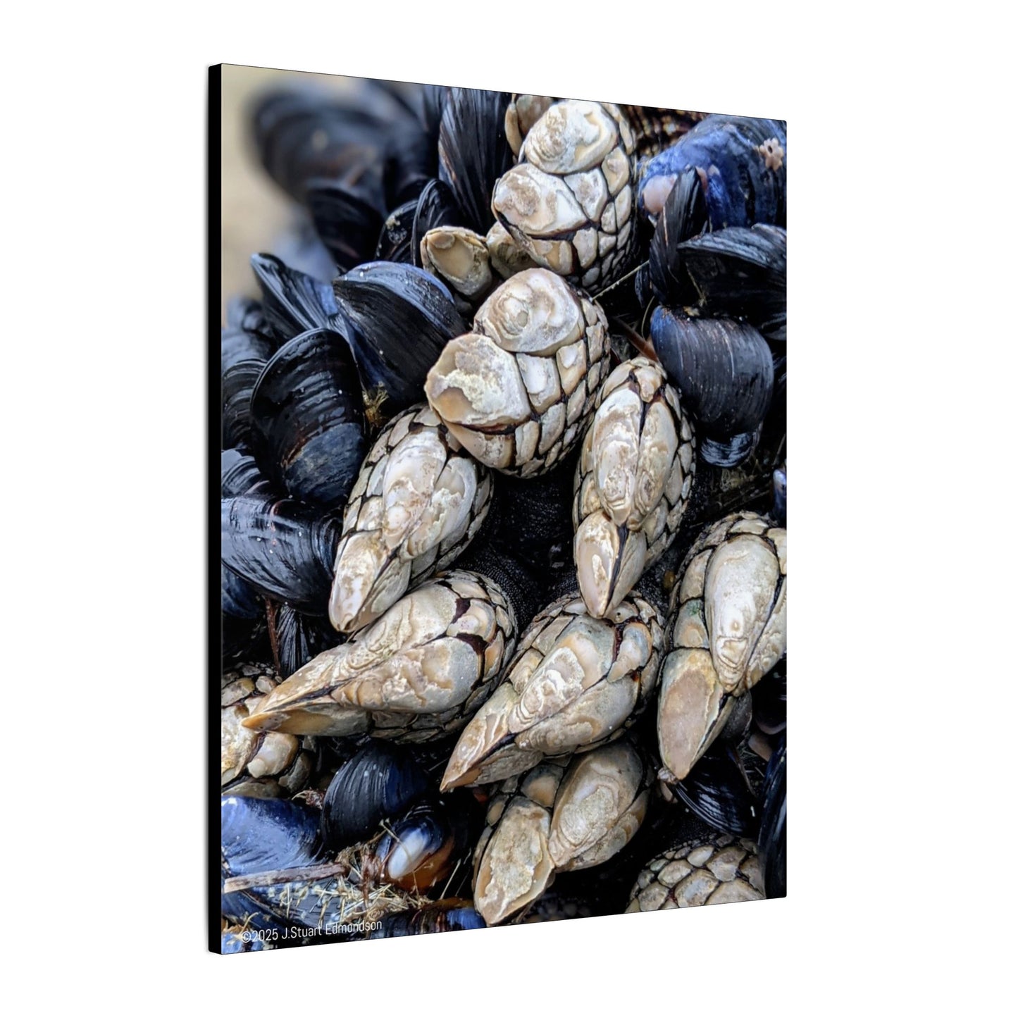 Swamis Vibe Encinitas California JSE Photograph #145 Swamis Reef Barnacles Coastal Themed Canvas Art, Beach Wall Decor, Nautical Home Decor, Ocean-Inspired Artwork, Gifts for Beach Lovers, Coastal Living
