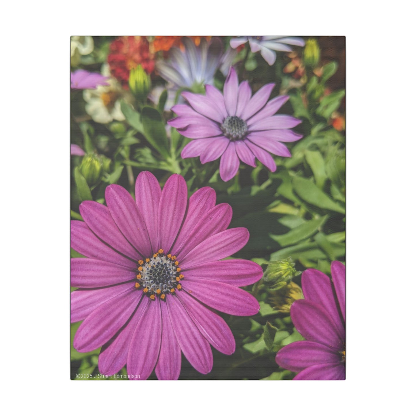 Swamis Vibe Encinitas California JSE Photograph #1127 Lavender African Daisies Encinitas California Floral Canvas Print for Home or Office