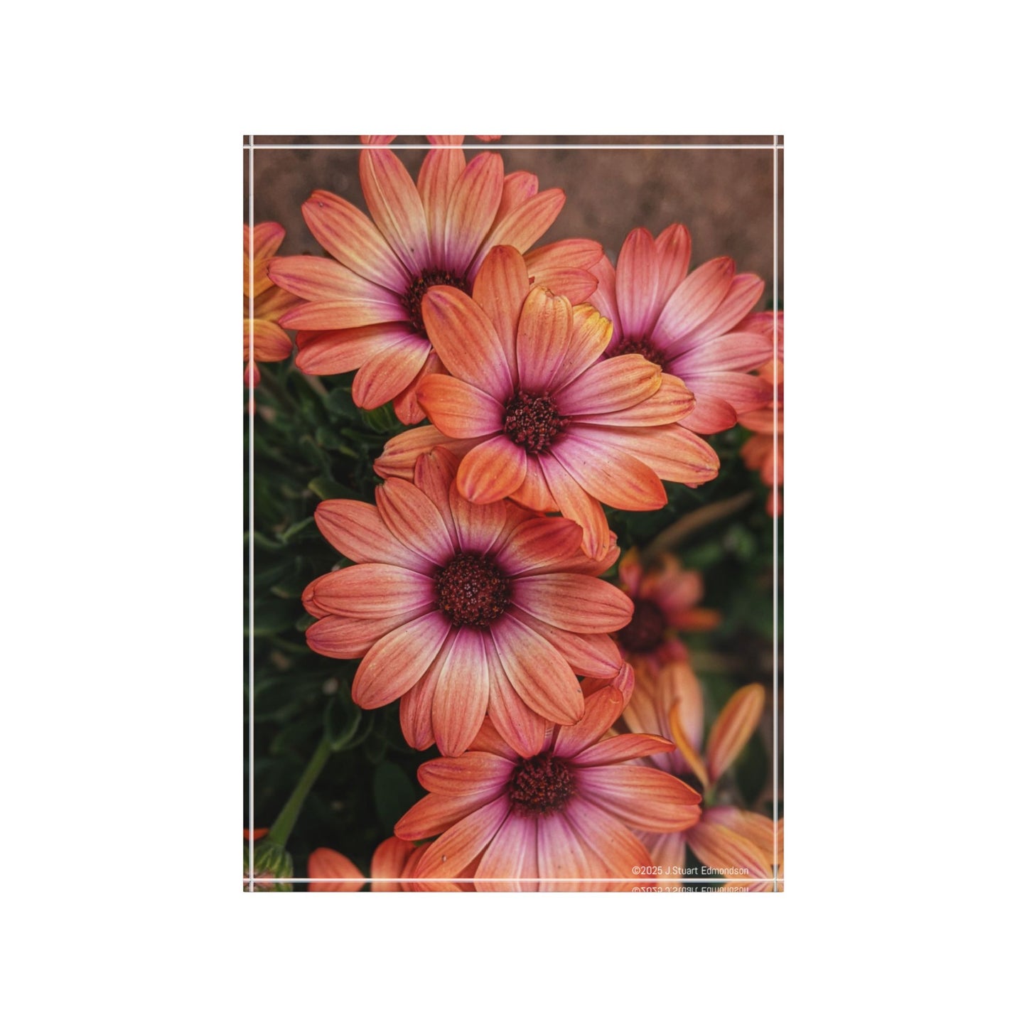 Swamis Vibe Surf and Sunsets Photo Gallery African Daisies Photo Block #142. Floral Photo Block, Decorative Home Office Accent, Personalized Gift, Nature Decor,