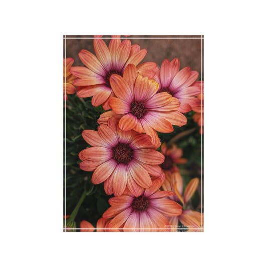 Swamis Vibe Surf and Sunsets Photo Gallery African Daisies Photo Block #142. Floral Photo Block, Decorative Home Office Accent, Personalized Gift, Nature Decor,