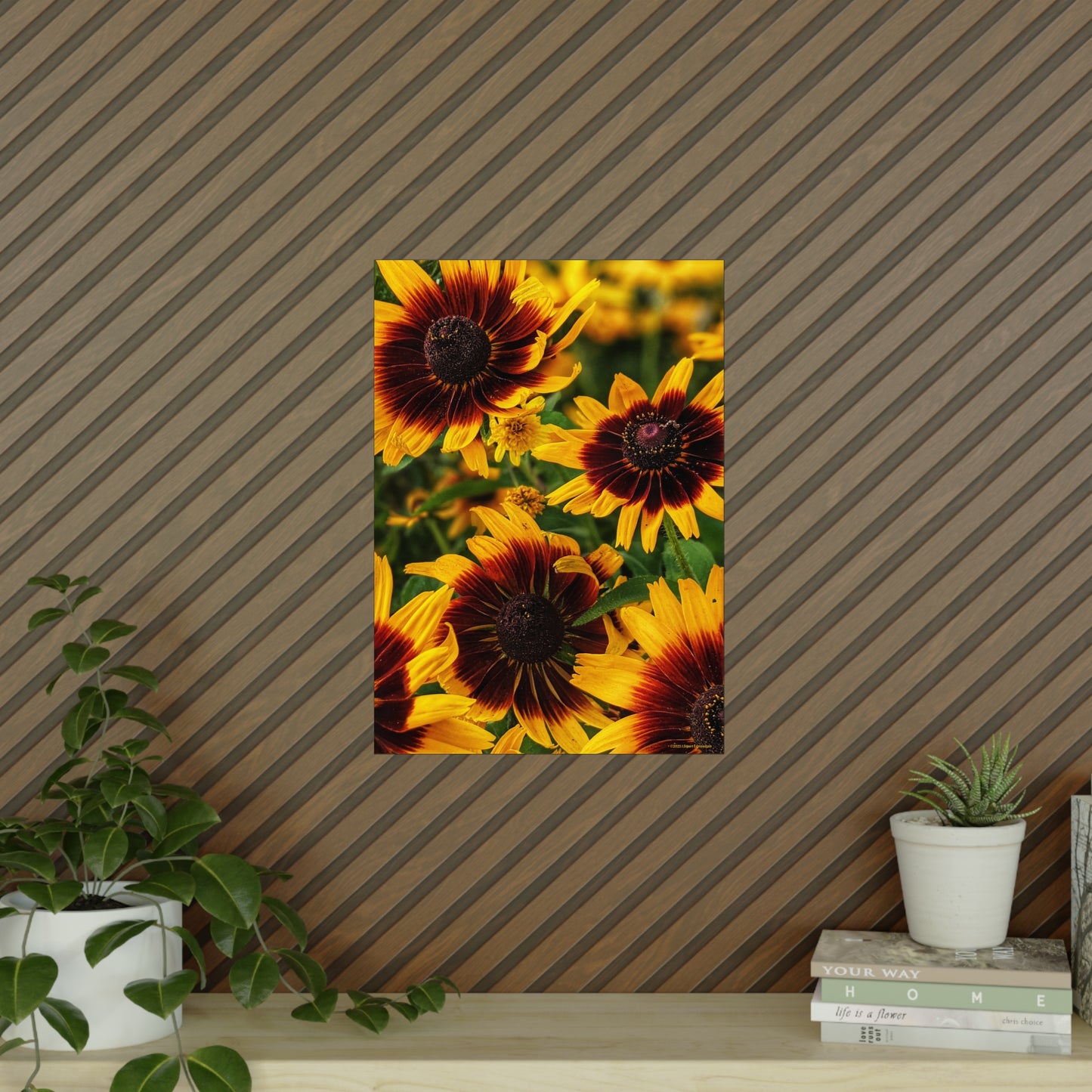 Swamis Vibe Encinitas California JSE Photograph #1246 African Daisies Vibrant Floral Unframed Art Prints, Flower Portraits, Home Décor, Wall Art, Gift Idea for Plant Lovers, Nature Decor, Botanical Posters