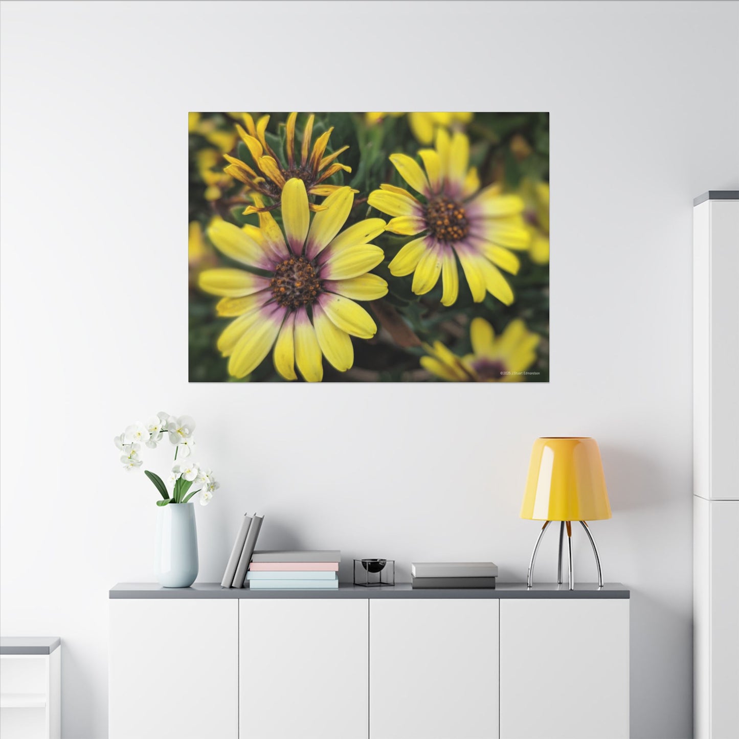 Swamis Vibe Encinitas California JSE Photograph #207 African Daisies at Swamis Floral Wall Art Print, Home Decor, Nature Artwork, Bright Flower Canvas, Gift for Garden Lovers, Spring Decoration