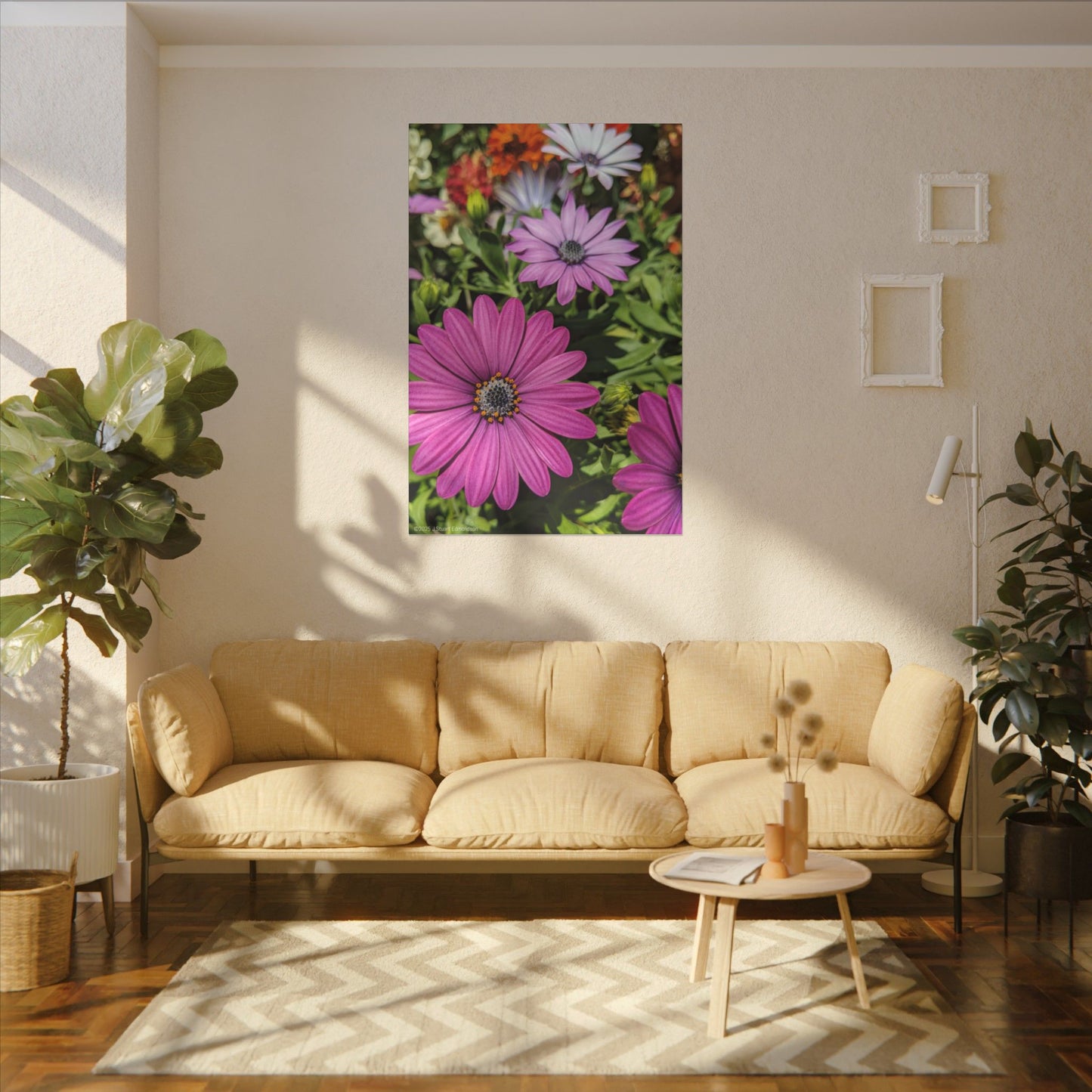 Swamis Vibe Encinitas California JSE Photograph #1127 Lavender African Daisies Encinitas California Floral Canvas Print for Home or Office