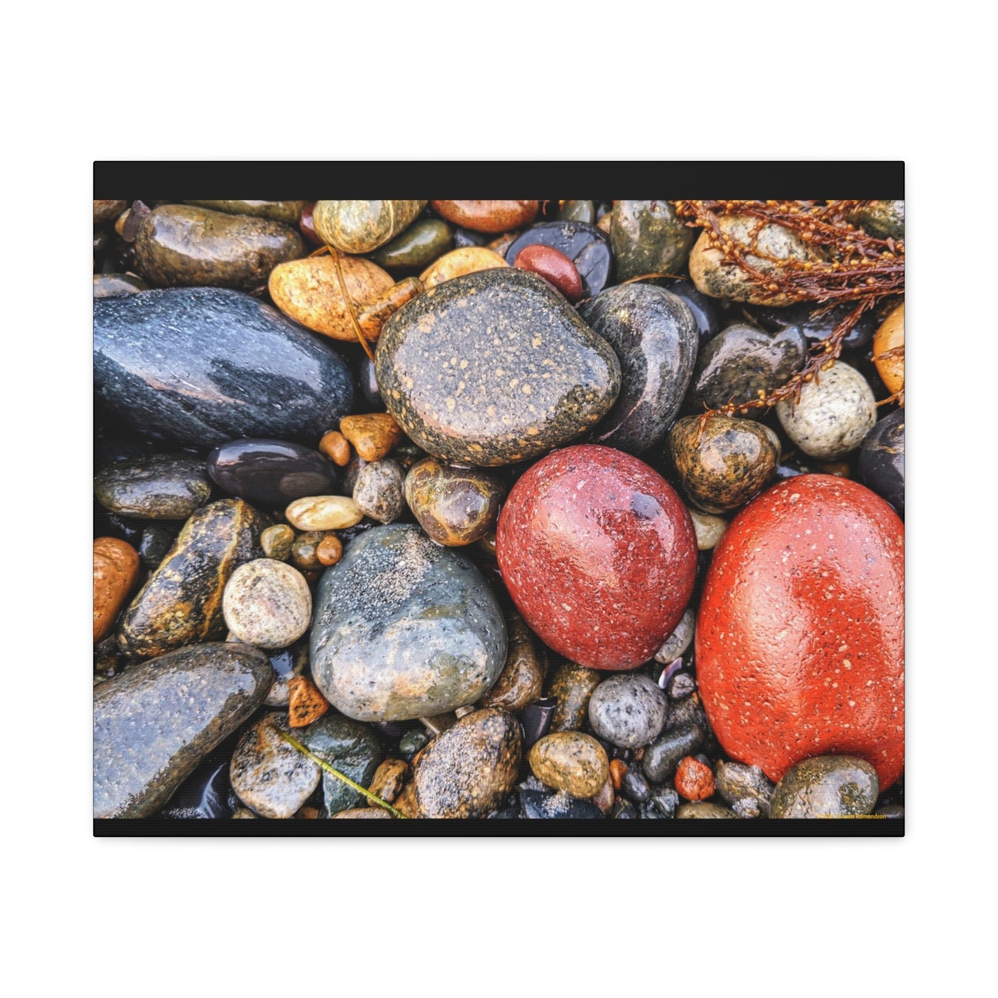 Swamis Vibe Encinitas California JSE Photograph - Beach Rocks Mix #426 Natural Stone Art Canvas, Home Decor, Wall Art, Gift for Nature Lovers, Rustic Aesthetic, Gallery Wrap Print