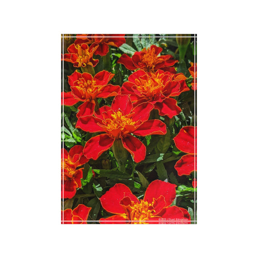 Swamis Vibe Surf and Sunsets Gallery Presents Colorful Flowers RED SAFARI MARIGOLD 3D Photo Block Vibrant Floral Photo Print, Home Decor, Gift for Her, Wall Art, Modern Accent Piece, Nature Themed Decoration
